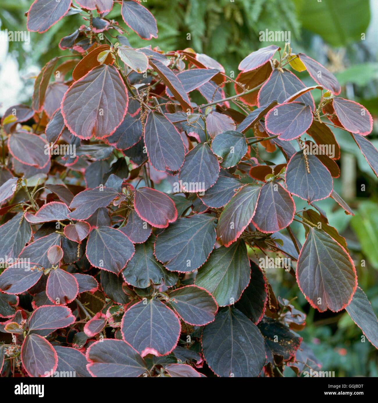 Acalypha wilkesiana - `Obovata'   HPS008671 Stock Photo